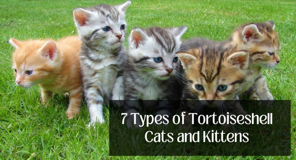 7 Types of Tortoiseshell Cats and Kittens