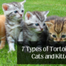 7 Types of Tortoiseshell Cats and Kittens