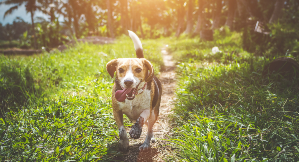 Giant Dog Breeds That Make Great Pets